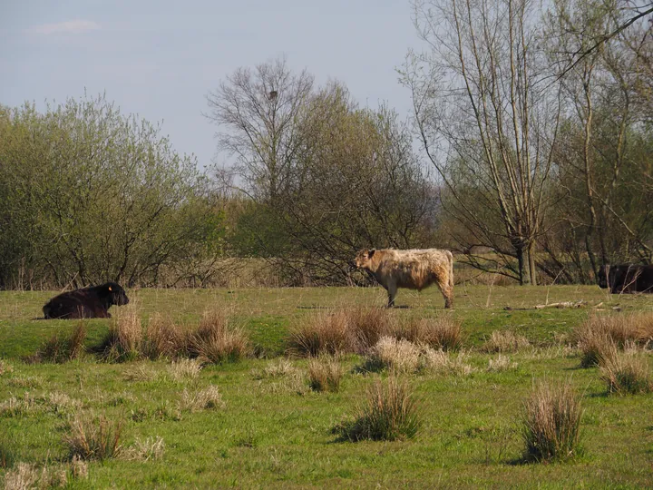 Kalkense Meersen (België)